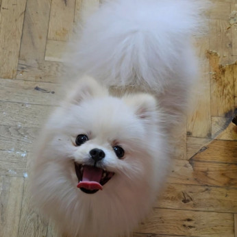 Pomerániai spitz kölykök