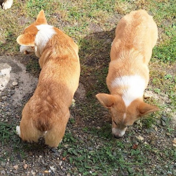 Két növendék corgi lány eladó