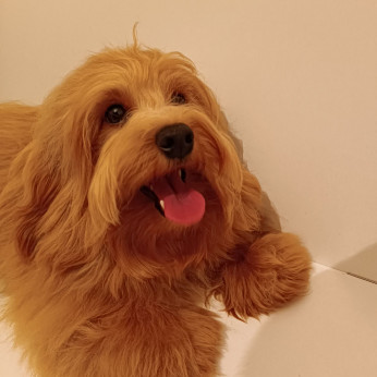 Havanese Bichon hím tenyészthető