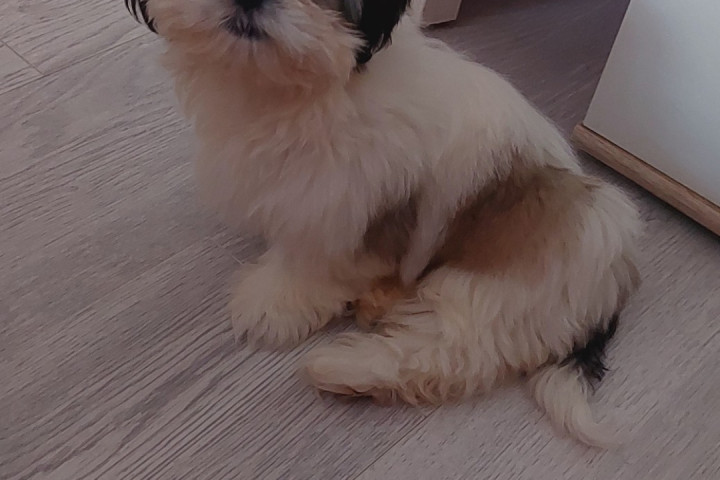 Shih-tzu babák Eladók!