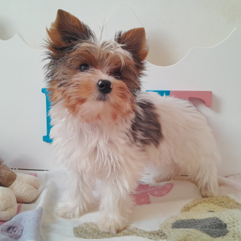 Yorkshire terrier kisfiúk yorki
