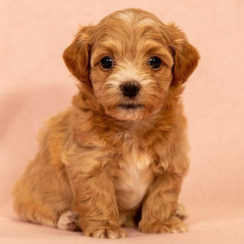 Havanese Bichon kölykök