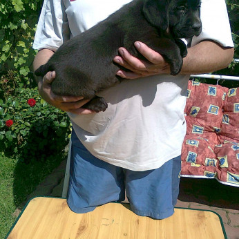 Labrador retriever kiskutyák