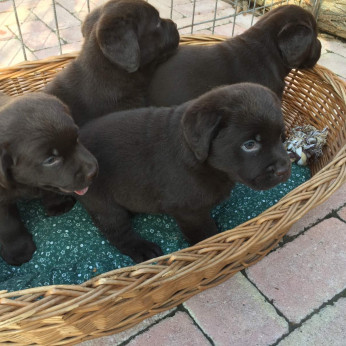 Labrador retriever kiskutyák