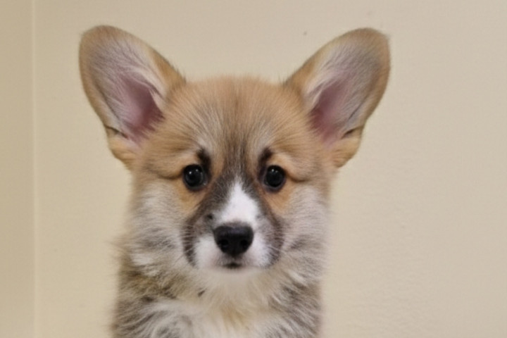 Welsh Corgi Pembroke – Gyönyörű kiskutyák