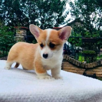 Walesi corgi pembroke kölykök