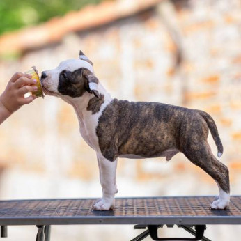 Amerikai staffordshire terrier kölykök