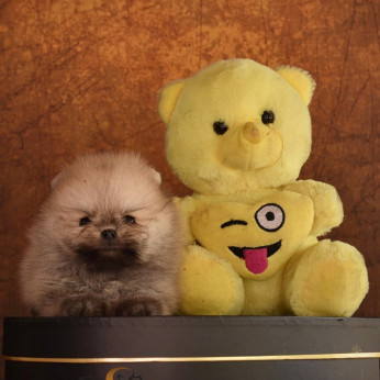 Pomerániai Boo, Tea csésze Pomerániai kiskutya