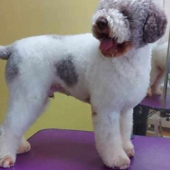 Lagotto Romagnolo kölykök