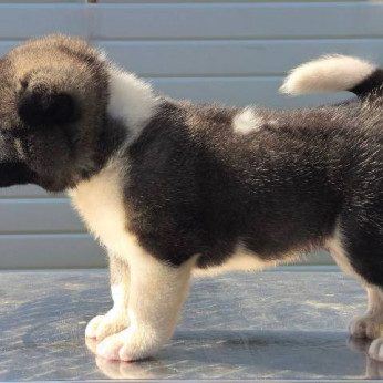 Amerikai akita, kiváló minőségű kölykök