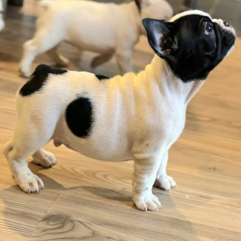 Franciai Bulldog – Kiváló kölyökkutyák