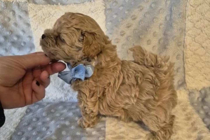 We have three male and female puppies.