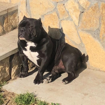 American Bully Exotic Micro kölykök