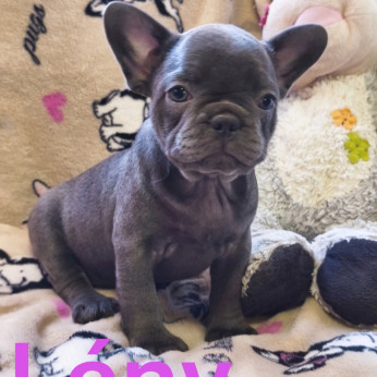 Francia bulldog kiskutyák