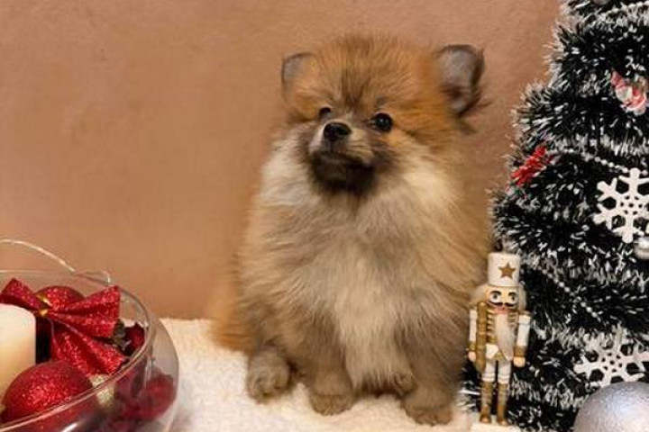 Narancssárga és fehér pomerániai spicc kölykök