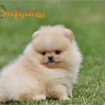 Pomeranian BOO macik, Pomerániai törpespicc kölykök