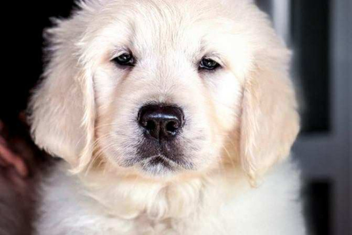 Golden Retriever – Kiváló minőségű kölyökkutyák