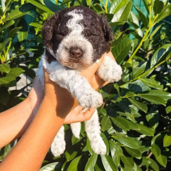 Lagotto Romagnolo kölykök