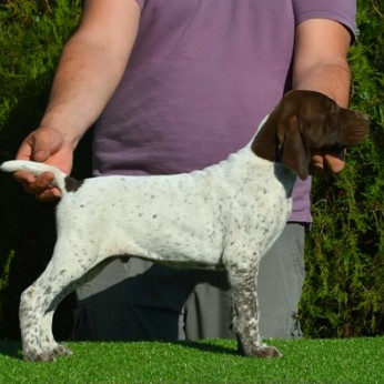 Német rövidszőrű vizsla kölykök