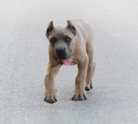 Cane Corso kölykök eladók