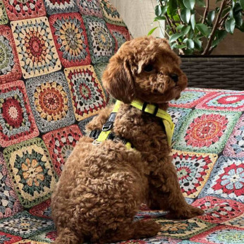 Toy Uszkár (Poodle) kölykök
