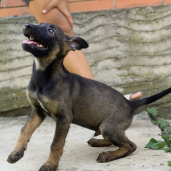 Malinois belga juhászkutya kölykök