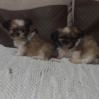 Shih-tzu babák Eladók!
