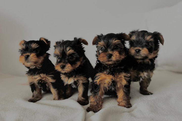 Beautiful yorkie puppies .