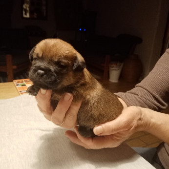 Border terrier kiskutyák