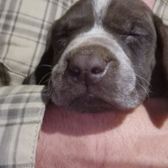 Minőségi német vizsla