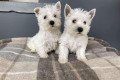 West Highland White Terrier kiskutyák eladók