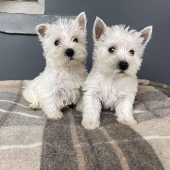 West Highland White Terrier kiskutyák eladók