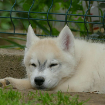 szibériai husky GYÖNYÖRŰ kutyusok