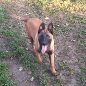 Malinois belga juhászkutya kölykök