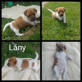 Jack Russel terrier kiskutyák eladóak