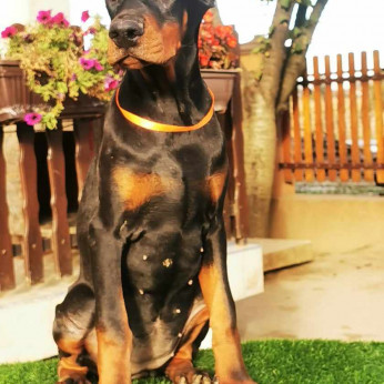 Doberman kiskutya eladó