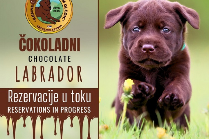 Barna labrador kölykök