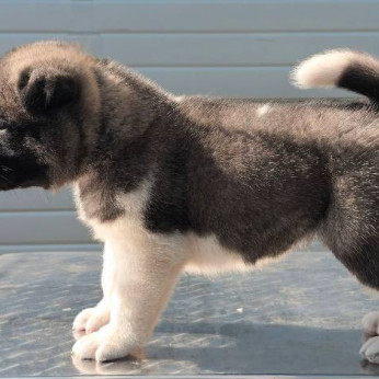 Amerikai akita kölykök