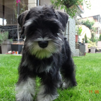 Miniatűr schnauzer Kislány kölyök - Törpeschnauzer