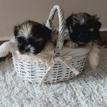 Shih-tzu babák Eladók!