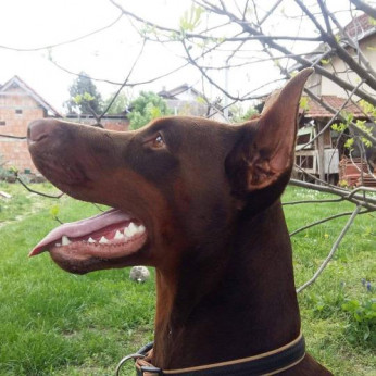 Doberman kiskutyák eladók