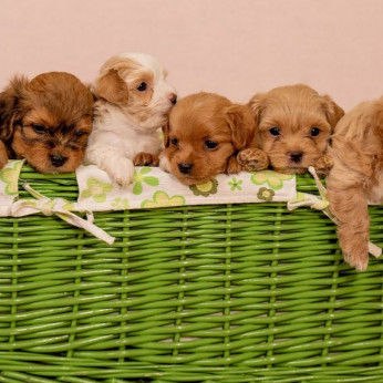 Havanese Bichon kölykök