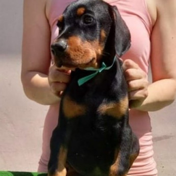 Doberman kiskutyák eladók