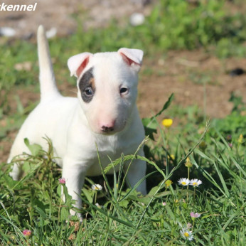 Mini bullterrier kölykök