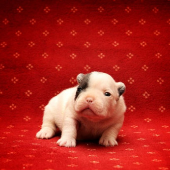 Francia bulldog