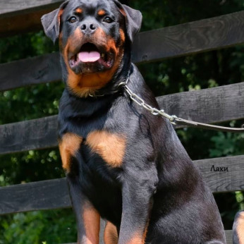 Rottweiler kölykök