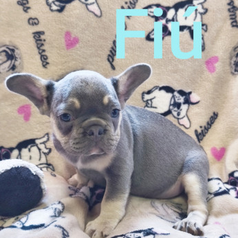 Francia bulldog kiskutyák