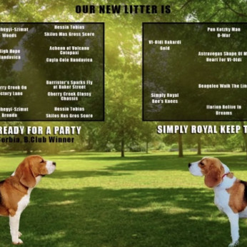 Beagle kölykök