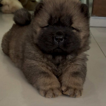 Fajtiszta CHOW-CHOW kölykök