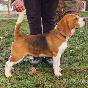 Beagle kölykök